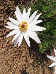 Knowltonia tenuifolia