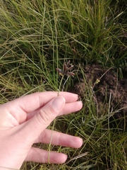 Cyperus semitrifidus