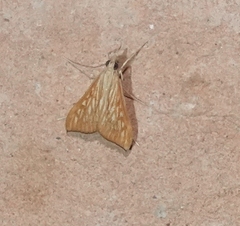 Antigastra catalaunalis