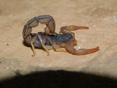 Hottentotta ugandaensis