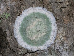 Cryptothecia striata