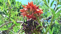 Erythrina crista-galli