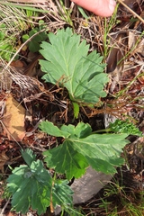 Pelargonium pillansii