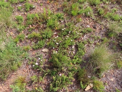 Adenandra uniflora