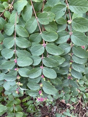 Symphoricarpos orbiculatus