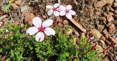 Adenandra uniflora