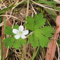 Geranium potentilloides