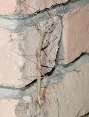 Megaphasma denticrus