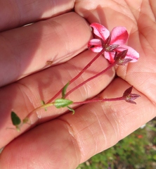 Adenandra uniflora