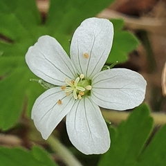 Geranium potentilloides