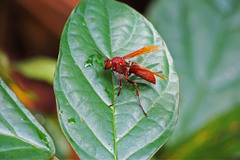 Polistes strigosus