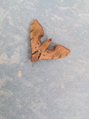 Protambulyx strigilis