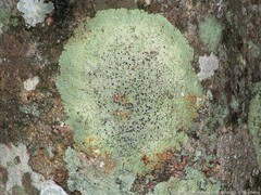 Pseudoparmelia uleana