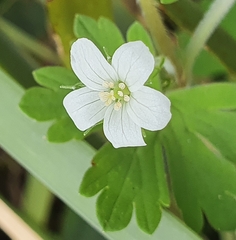 Geranium potentilloides