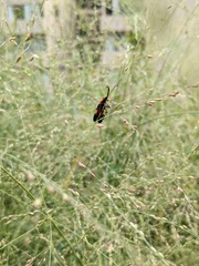 Calopteron terminale