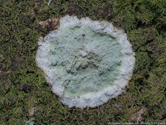 Cryptothecia striata