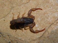 Hottentotta ugandaensis