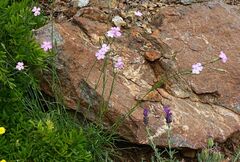 Dianthus caryophyllus