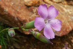 Dianthus caryophyllus