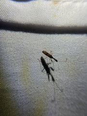 Myodocha serripes