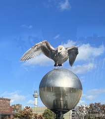 Larus argentatus