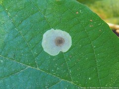 Cameraria hamameliella