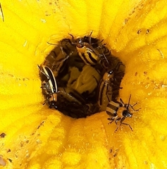 Acalymma trivittatum