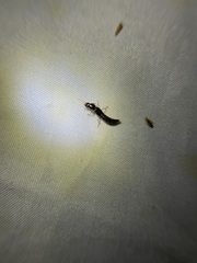 Pinophilus