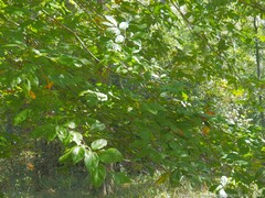 Planera aquatica