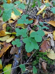 Potentilla sterilis