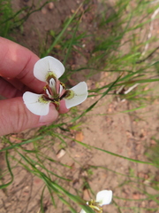 Moraea tricuspidata