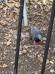 Columba livia domestica