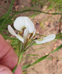 Moraea tricuspidata