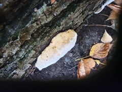 Fomitopsidaceae