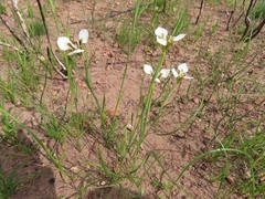 Moraea tricuspidata