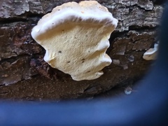 Fomitopsidaceae
