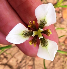 Moraea tricuspidata