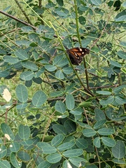 Libytheana carinenta mexicana