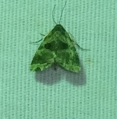 Cobubatha metaspilaris