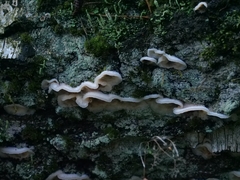 Merulius tremellosus