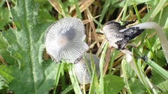 Coprinopsis lagopus