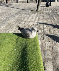 Larus argentatus