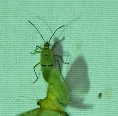 Dysdercus bimaculatus