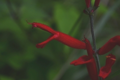 Salvia elegans