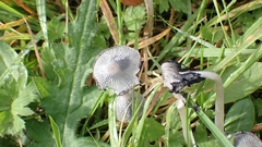Coprinopsis lagopus