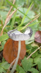 Coprinopsis lagopus