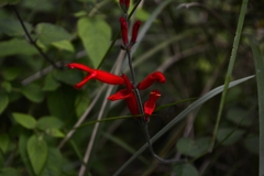 Salvia elegans