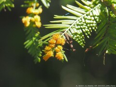 Taxodiomyia