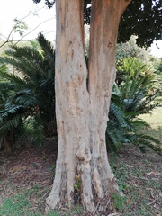 Pimenta racemosa