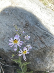 Schizanthus hookeri